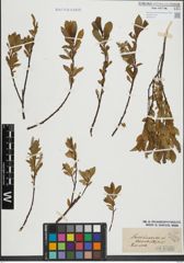 Foto von Salix hastata L.